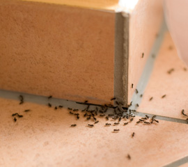 Dedetização Formigas